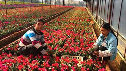 斗南花卉依托新品种新产品进军家庭园艺市场